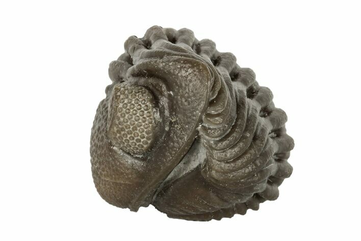 Wide, Enrolled Eldredgeops Trilobite Fossil - Ohio #188913